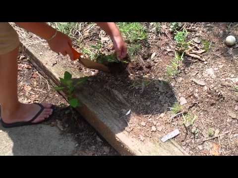 how to transplant hummingbird vine