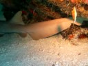 PLONGEE MEXIQUE REQUIN NOURRICE PLAYA DEL CARMEN PLONGEE MEXIQUE REQUIN NOURRICE PLAYA DEL CARMEN