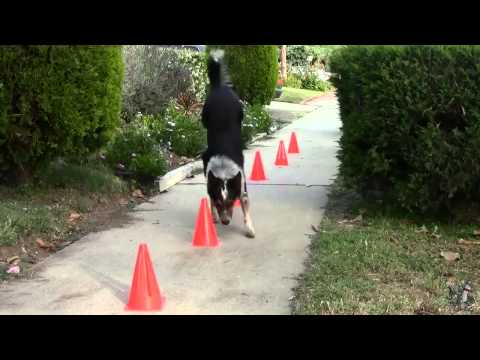Animals are awesome too EPIC compilation!
