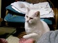 おもかわペット大集合「ホタテをあげてみる」
