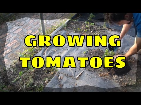 how to grow tomatoes from a seed