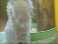 videos de Squirrel Trechery