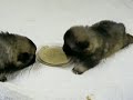 Baby Dean @ 2 weeks old. Keeshond puppy!!!