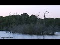 funny - Bird Crashing Into A Tree