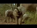 ABZebra - Elephant