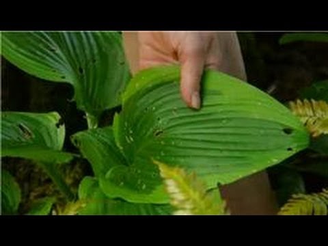 how to transplant ferns