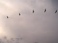streaming live, 2004, Prokop Bartonicek / atari is pebe streaming live, 2004, Prokop Bartonicek / atari is pebe
