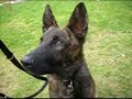 Spike und Kaja beim Hunderennen Spike und Kaja beim Hunderennen