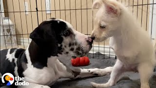 Two-Legged Puppy Was So Lonely Until She Met The Perfect Match | The Dodo Little But Fierce by The Dodo