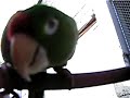 Perico Catano Hablando