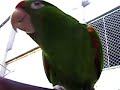 Perico Catano Hablando