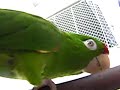 Perico Catano Hablando