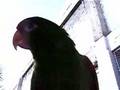 Perico Catano Hablando