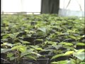 Pesticide Safety in the Greenhouse © 1988