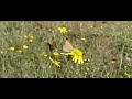 Kleine vuurvlinder (Small Copper) interactie 2 Kleine vuurvlinder (Small Copper) interactie 2