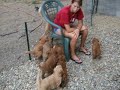 Lanz Puppies