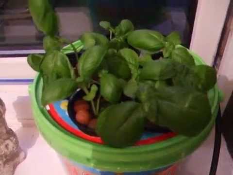 how to use purple basil
