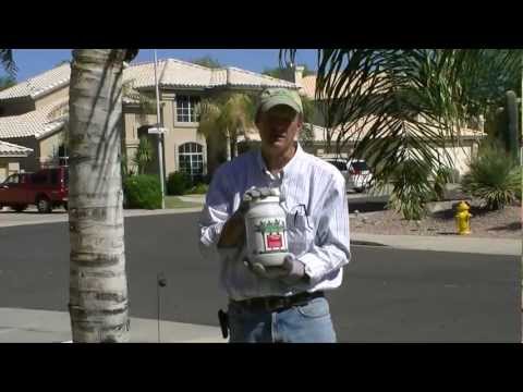 how to transplant a queen palm