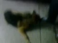 Max+1_x264.mp4