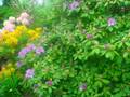 German gardens in summer
