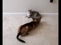 Dog and Cat Battle Dog and Cat Battle