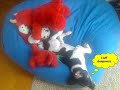 Oscar in  *Evil Animals*
