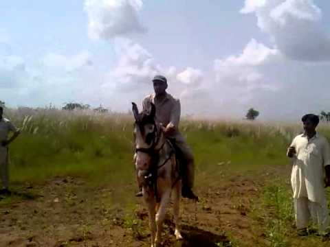 Batair - Quale (batair) Shikar in Bhatior, Attock Pakistan. Friends from Abbottabd make a shikar trip at Bhatiot Sayedan Attock. Aqeel Khokhar, Naveed Khan, Sheikh Wa...