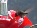 A TON of Hummingbirds, really! A TON of Hummingbirds, really!