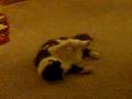 Milo playing with his foot.