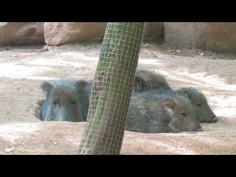 peccary