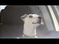 VW Polo Singing Dog ad