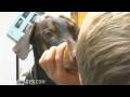 ABC Veterinary Hospital