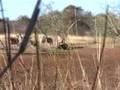 Eland Culling