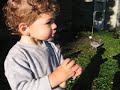 Feeding chickens in wisconsin