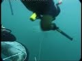 underwater encounter with the white shark