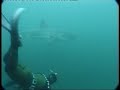 underwater encounter with the white shark