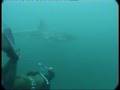 underwater encounter with the white shark