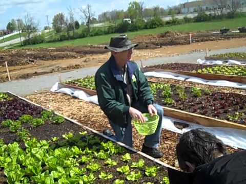 how to harvest leaf lettuce