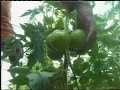 hipolito mejia obra invernaderos  eddy tolentino 