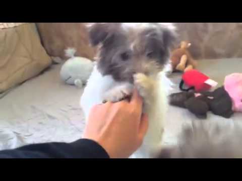 Reese-Pomapoo chocolate parti female