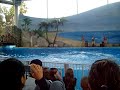 DAULPHINS DAULPHINS