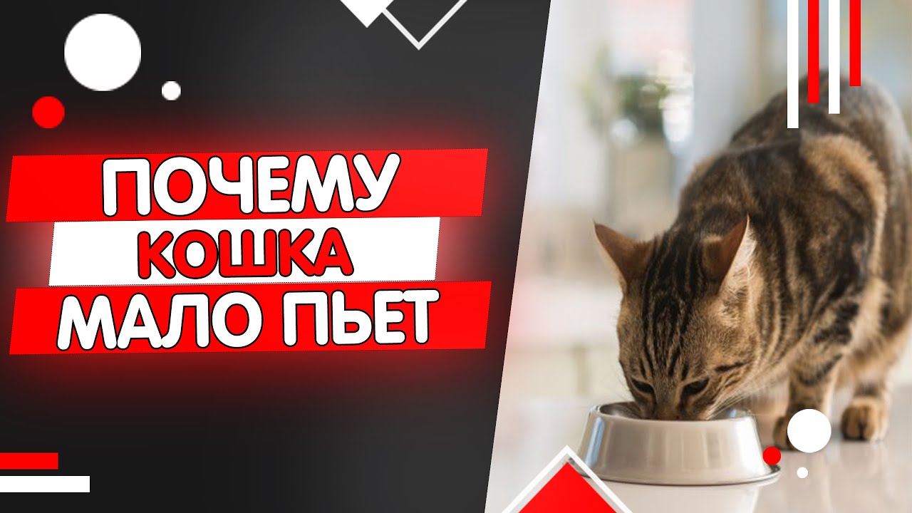 Кошка пьет мало воды, как заставить кошку пить воду