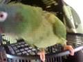 Blue-crowned Conure
