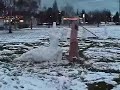 Viking vs Snow Giant
