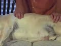 Dog  Myofascial Massage Working with Ribs