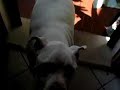 Adotta un cane in canile