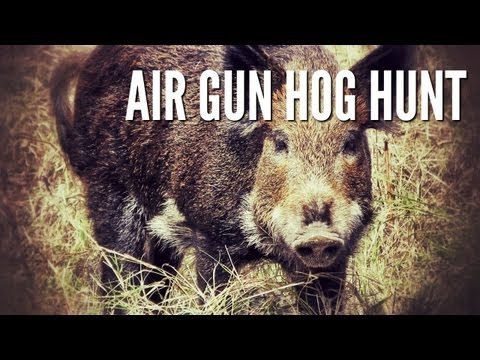.25 cal airgun - This little piggy went to market! Keith using a GAMO Hunter Extreme .25 caliber to take out a good eating hog in the Texas Hill Country. --------------------...