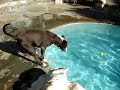 Determination