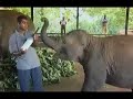 Elephant in the Room - Sri Lanka