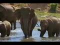Elephant in the Room - Sri Lanka